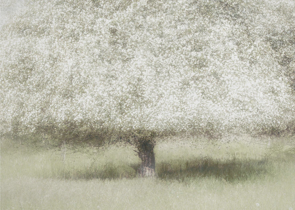 In the backyard | Poster