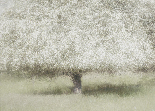 In the backyard | Canvas