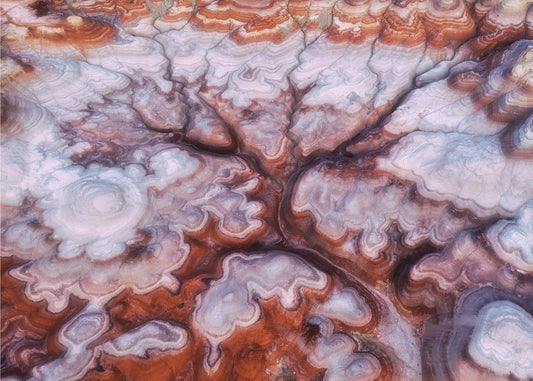 A Tree in the Desert | Poster