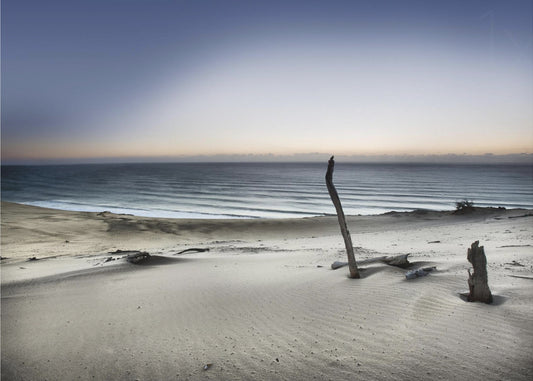 Reach for the sun | Canvas