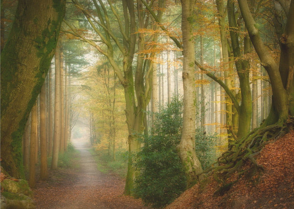 Following Fog | Poster