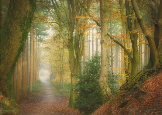 Following Fog | Canvas