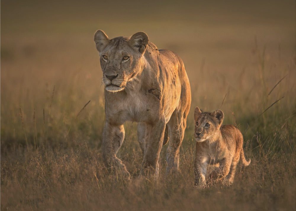 Mom lioness with cub | Poster
