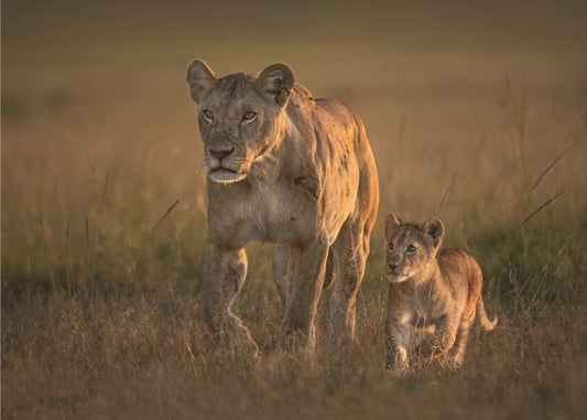 Mom lioness with cub | Canvas