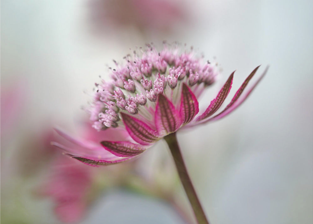 Astrantia | Poster