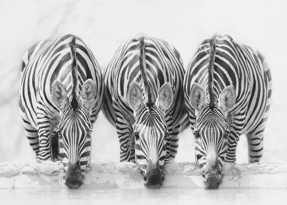 Zebras | Canvas