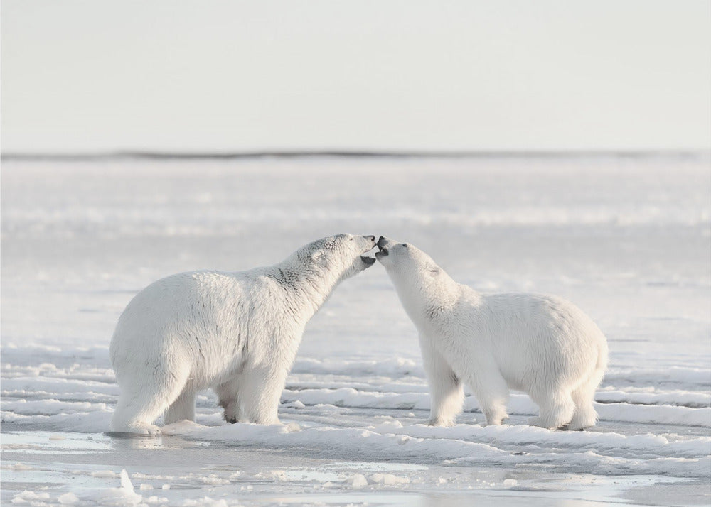 Morning celebration | Poster