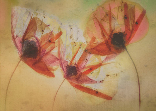 Poppy seeds | Poster