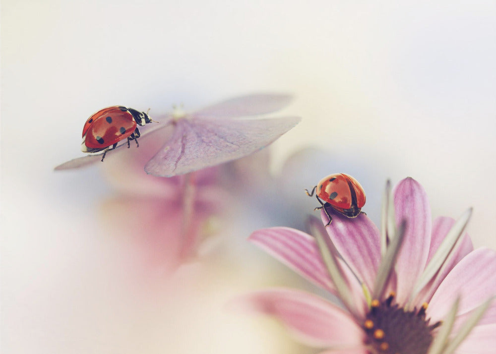 Last days of summer | Poster