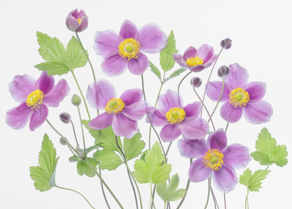 Anemone 'Hadspen Abundance' | Poster