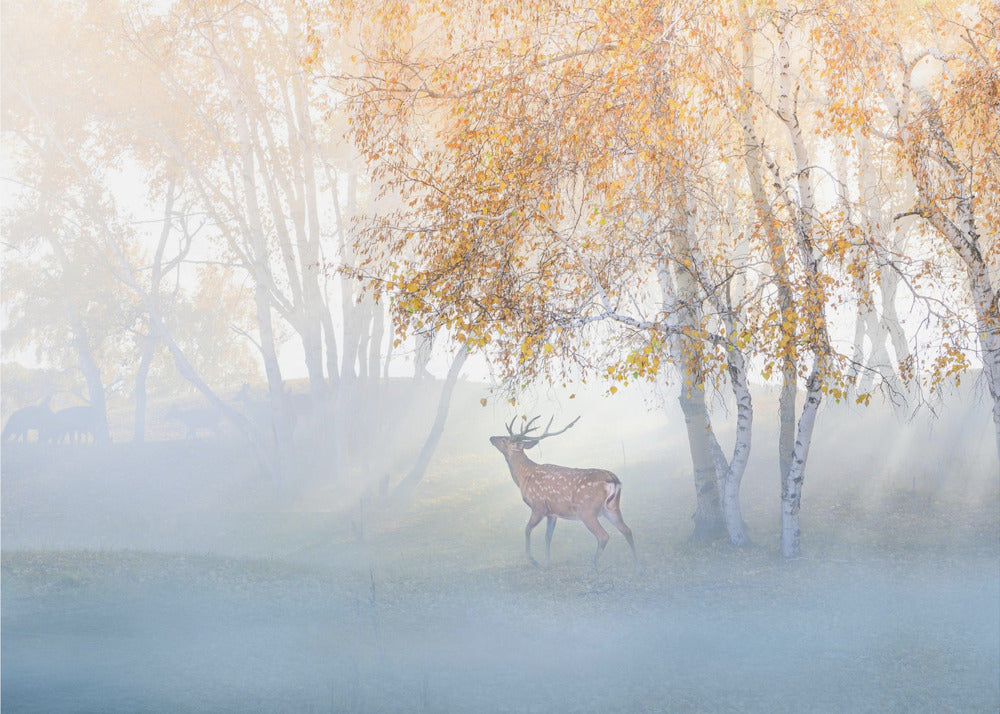 Elk Lost in Mist | Poster