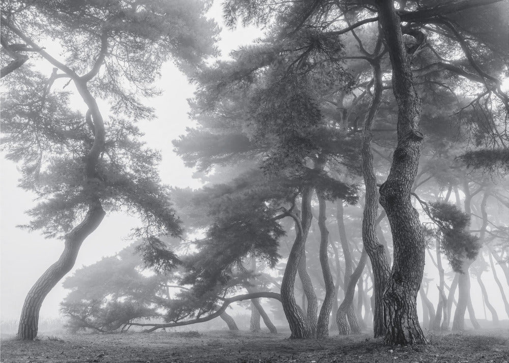 Endure for a hundred years | Canvas