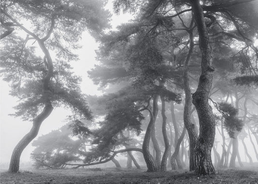 Endure for a hundred years | Canvas