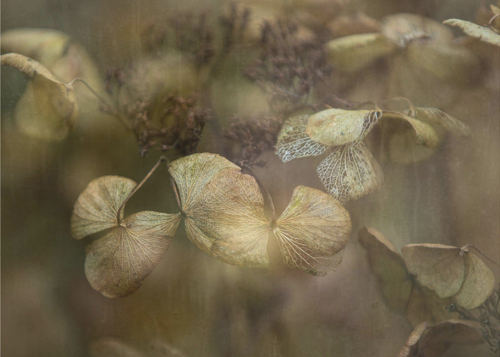 Winter is coming | Poster