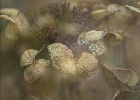 Winter is coming | Canvas