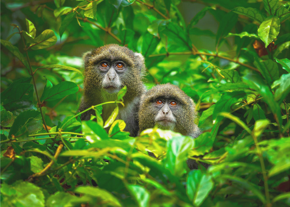 Blue Monkey | Canvas