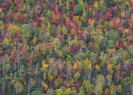 Color palette | Canvas