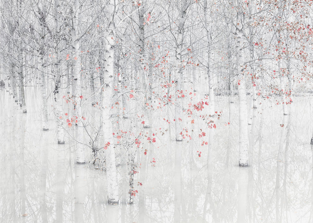 Red &amp; white | Canvas