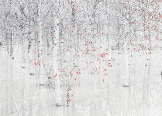 Red &amp; white | Canvas