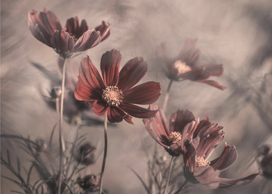 Cosmos 2019 | Canvas