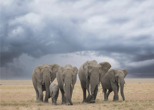 Elephant Walk | Canvas