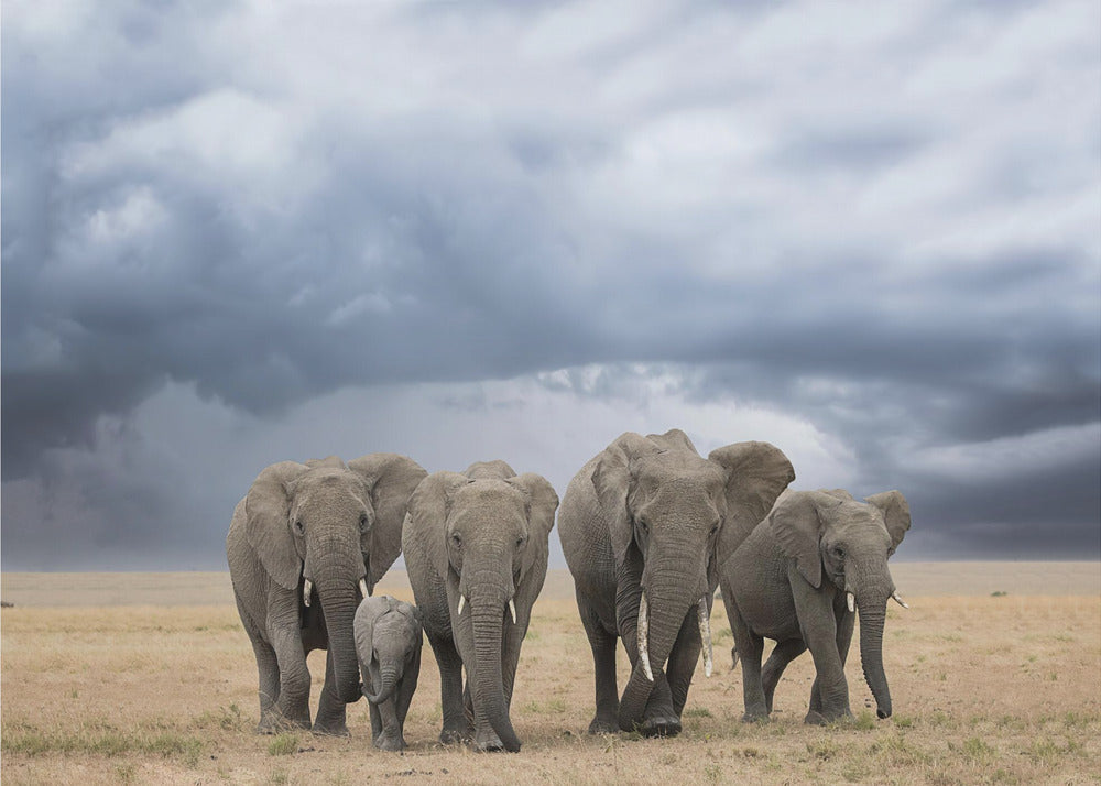 Elephant Walk | Wallpaper