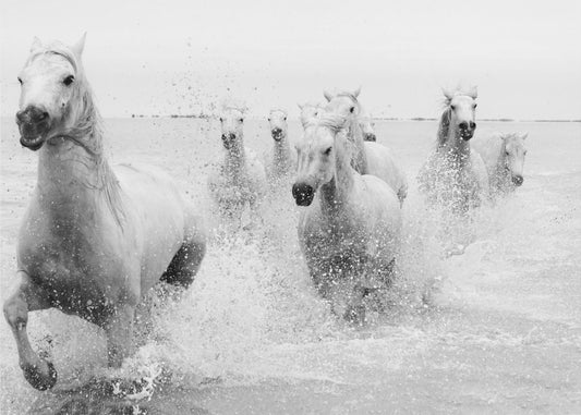 We are coming | Poster