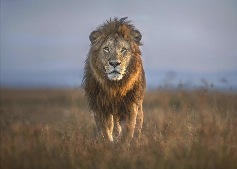 Lion Close Up | Canvas