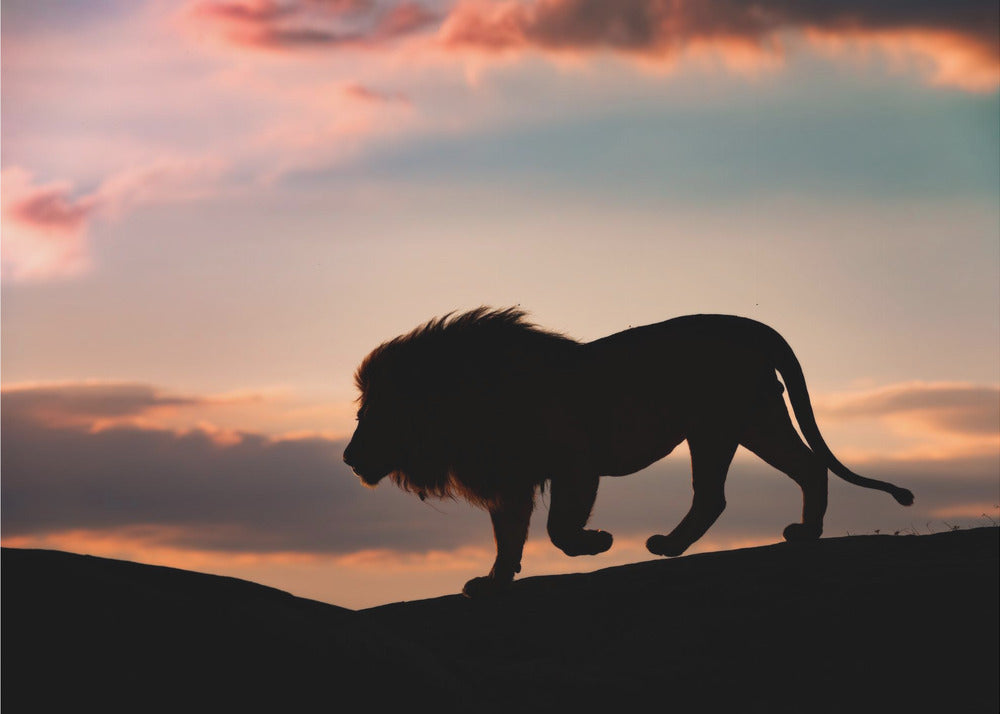 Sunset in the Serengeti | Canvas