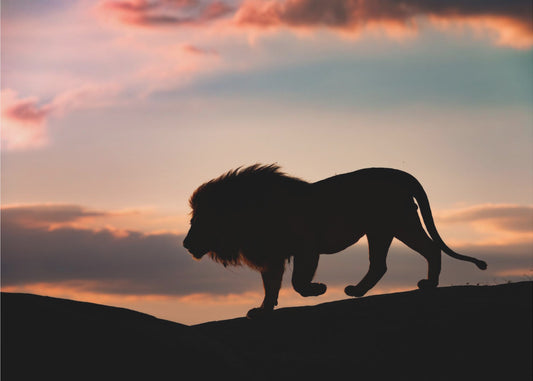 Sunset in the Serengeti | Canvas