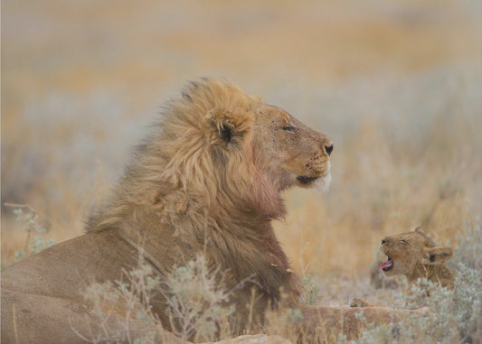 Male lion with cub | Wallpaper