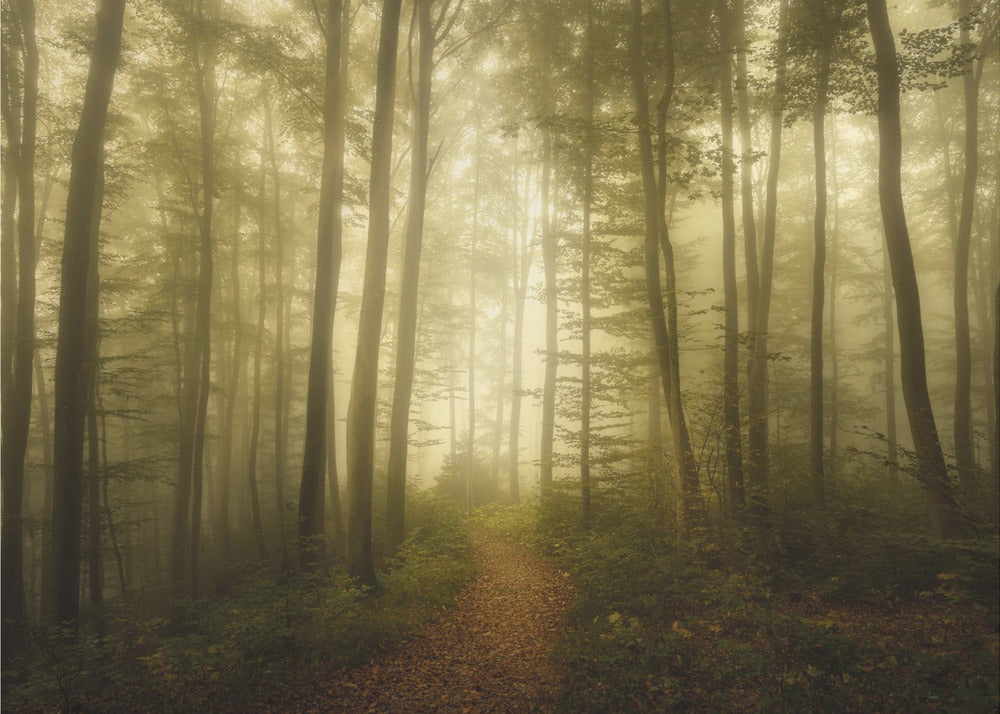 Charm of the ephemeral | Canvas