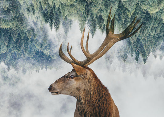 The Deer and the woods | Wallpaper