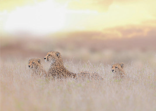 Cheetah Family | Wallpaper