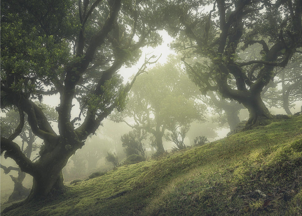 Enchanted Forest | Poster