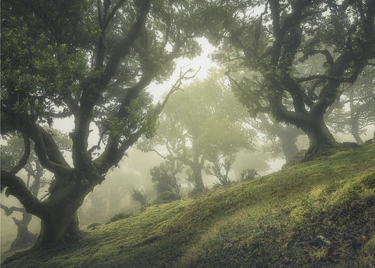 Enchanted Forest | Canvas