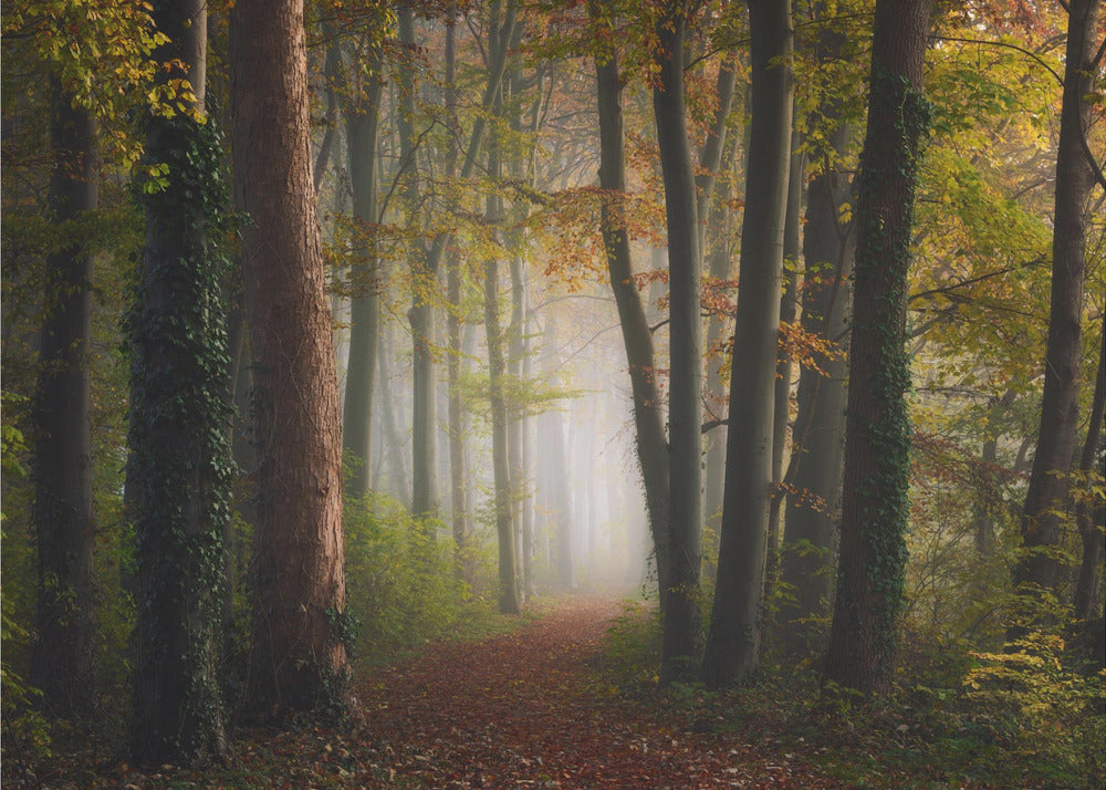 Autumn colorful forest | Canvas