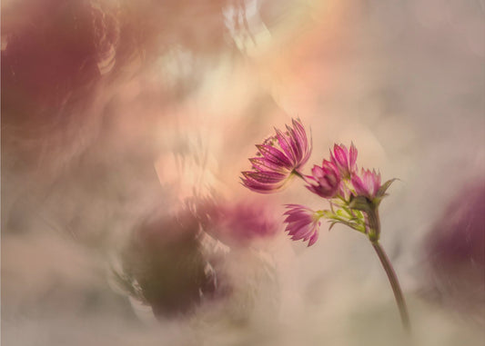 Soft and light | Poster