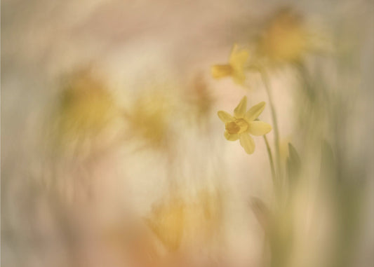 Daffodils | Canvas