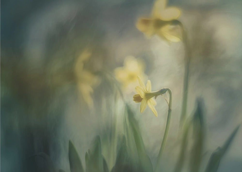 In the morning | Canvas