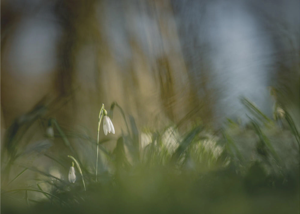 Almost alone... | Canvas