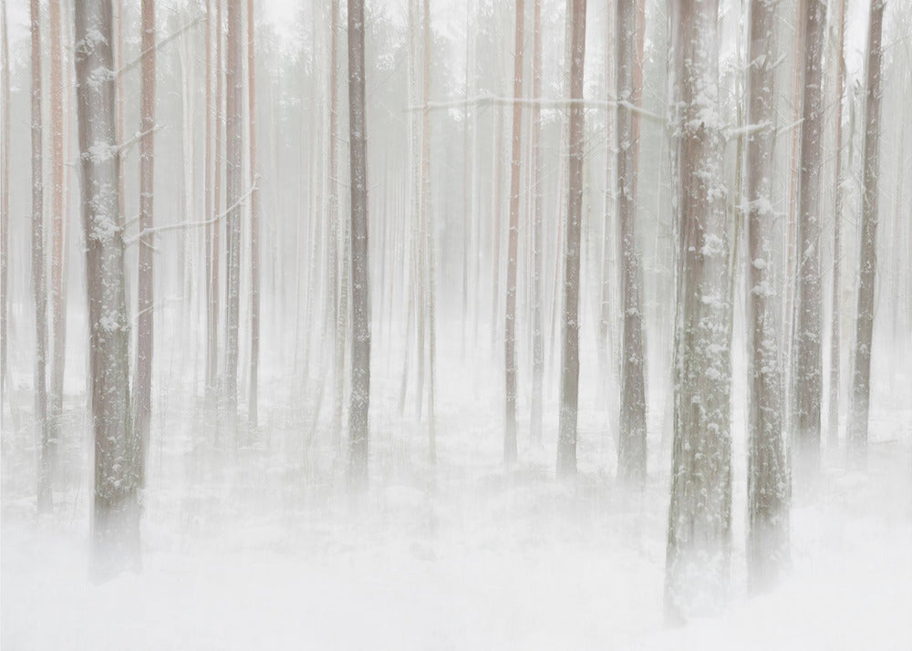 Winterforest in Sweden | Poster