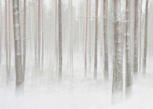 Winterforest in Sweden | Canvas