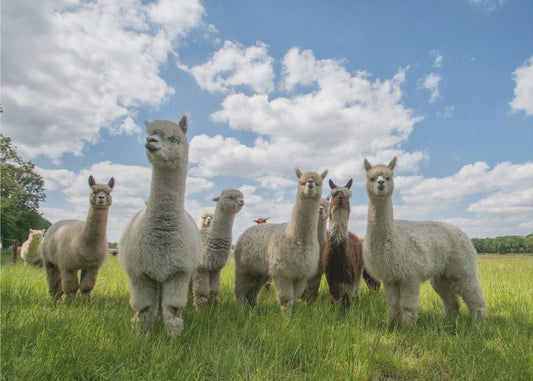 Send in the Alpaca's! | Poster