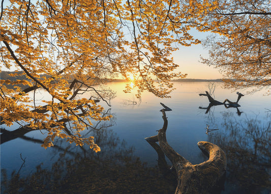 Autumn Morning | Wallpaper