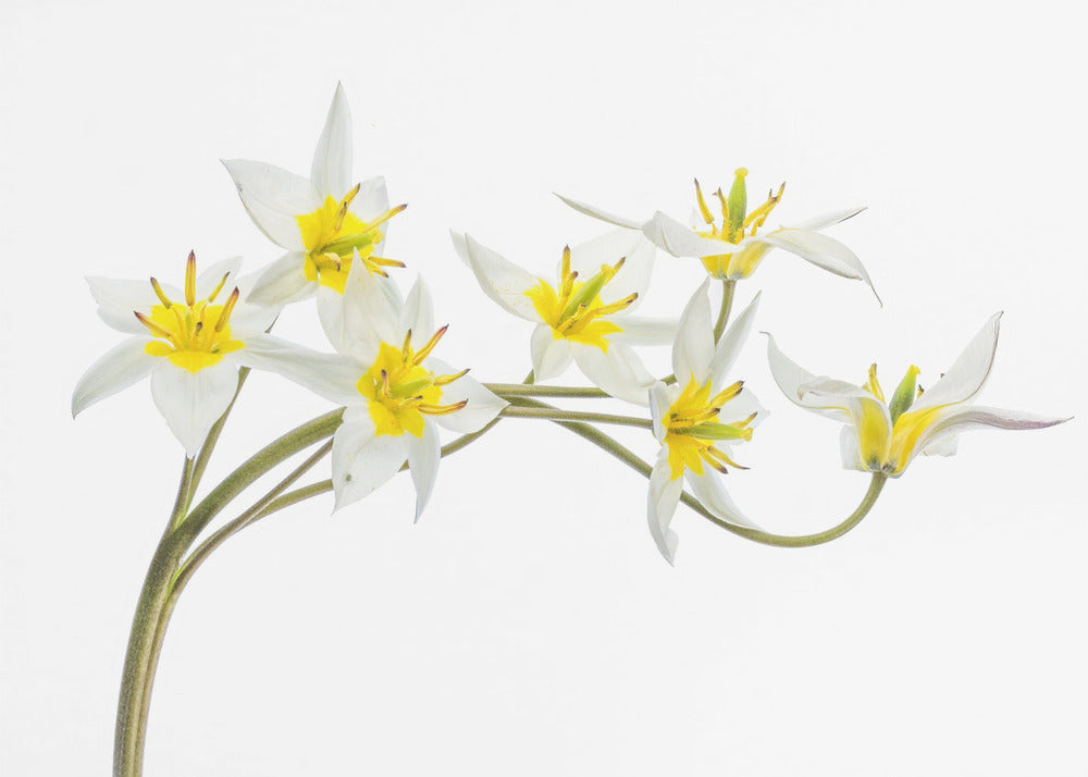 Tulipa Tarda | Poster