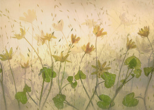 Sunny flowers | Canvas