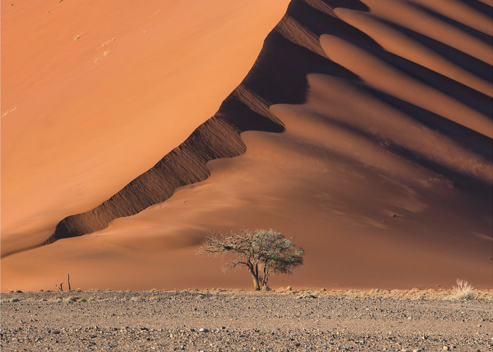 The dune and the tree | Poster