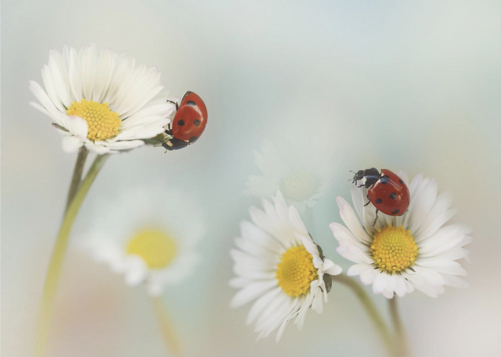 Springtime.... | Canvas