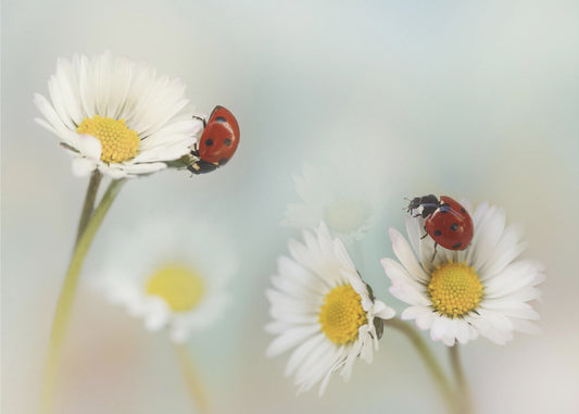 Springtime.... | Canvas